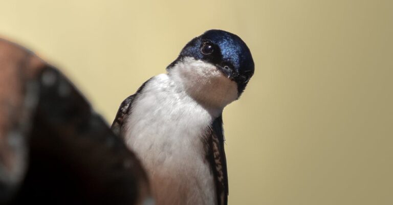 Margo-Martin-White-House