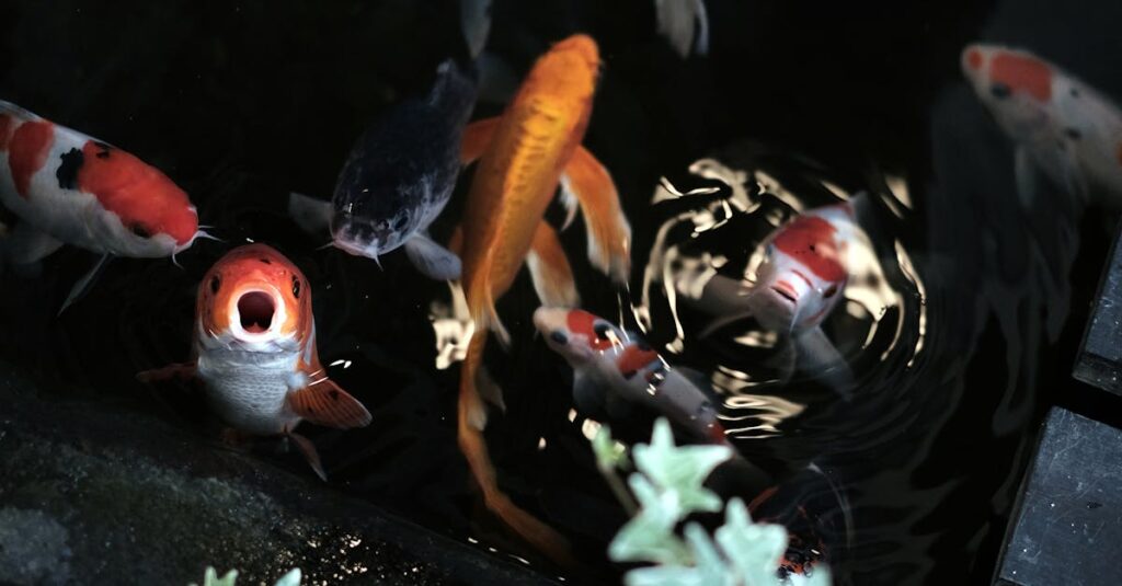 Saone-river-swimming-pool-Lyon