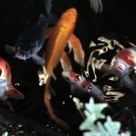 Saone-river-swimming-pool-Lyon