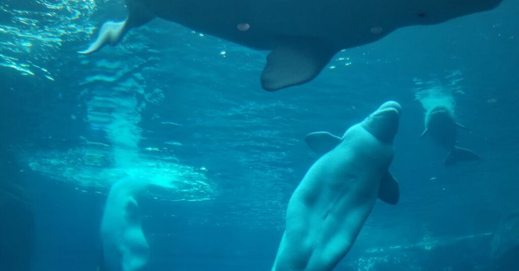 belugas-marine-park