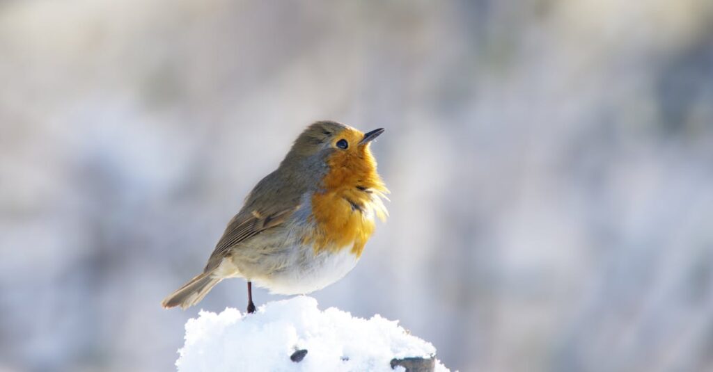 robin-bird-winter-montreal
