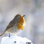 robin-bird-winter-montreal