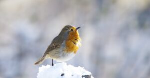 robin-bird-winter-montreal