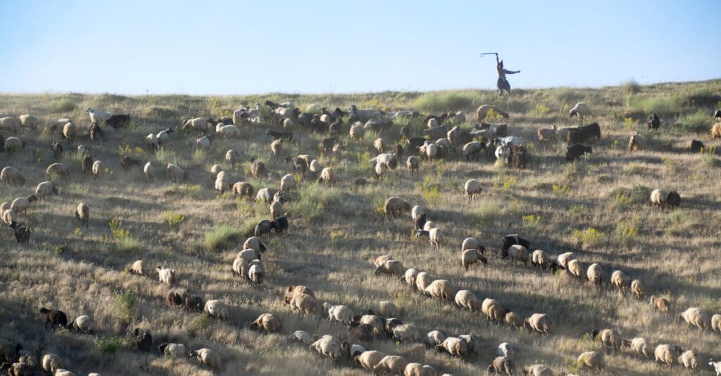 Illustration de Salon de l'agriculture 2026 : comment compenser l'absence des vaches sheep-transhumance-france