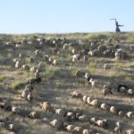 sheep-transhumance-france