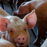 farm-animal-husbandry