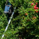 apple-picking-accident-crane