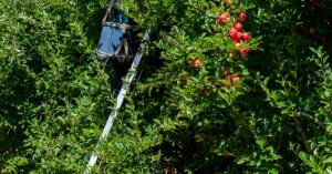 apple-picking-accident-crane