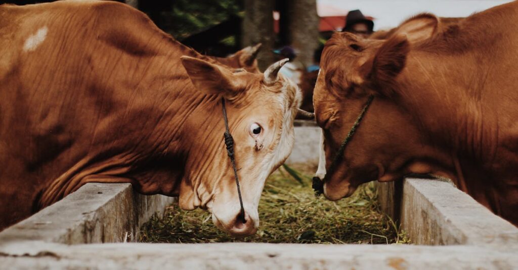 cattle-slaughterhouse-martinique
