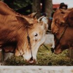 cattle-slaughterhouse-martinique