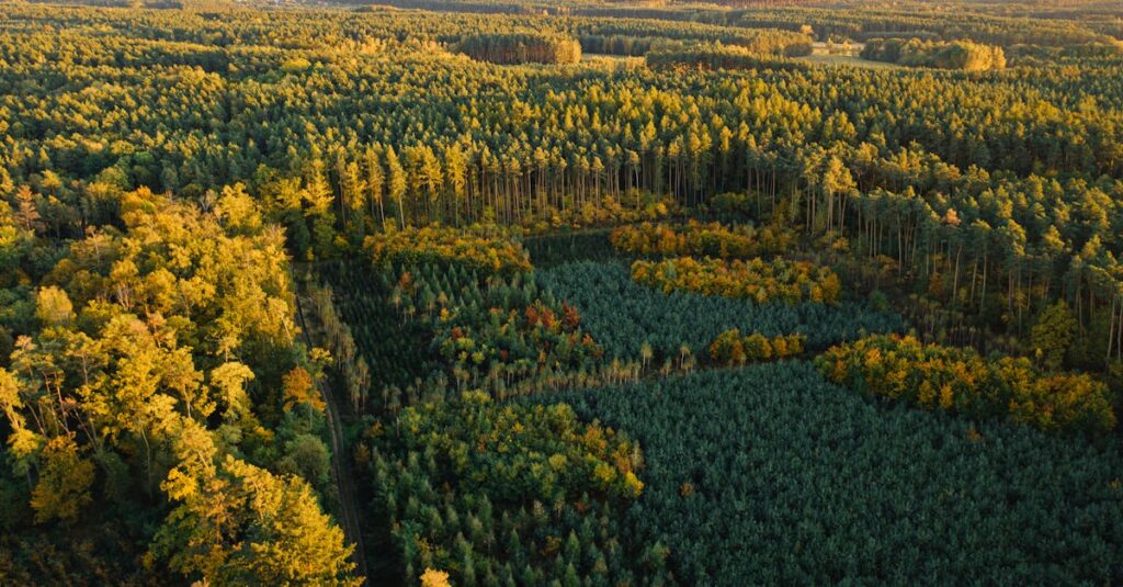 Illustration de Investir en forêt : un placement durable et fiscalement avantageux forest-investment-landscape