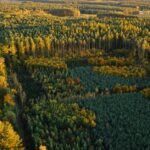 forest-investment-landscape