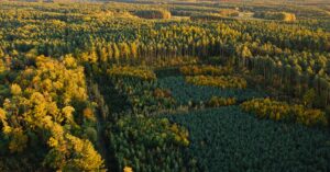 forest-investment-landscape