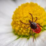 pollen-allergy-student