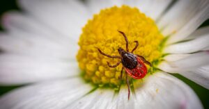 pollen-allergy-student