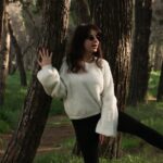 Christmas-tree-Morvan-forest