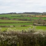 hedgerow-landscape-agriculture