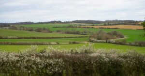 hedgerow-landscape-agriculture
