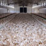 chicken-farm-construction