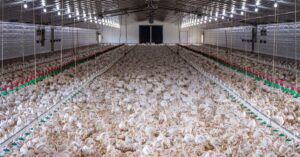 chicken-farm-construction