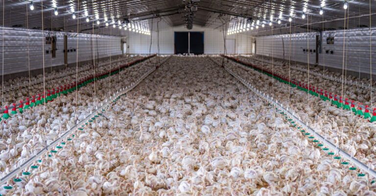 chicken-farm-construction