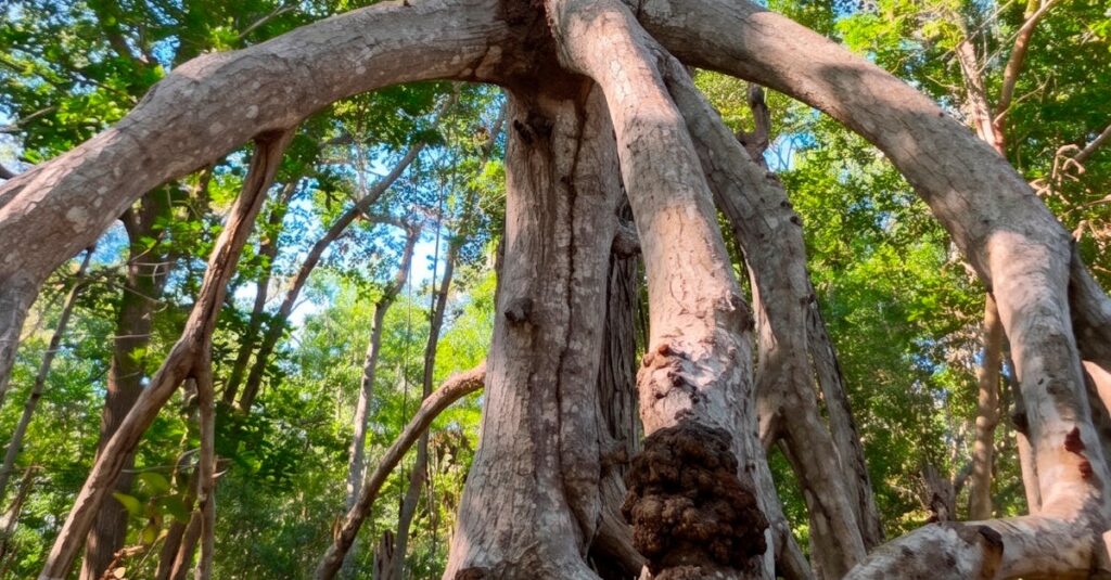 colombian-piangueras-mangrove