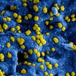 hepatitis-B-virus-research