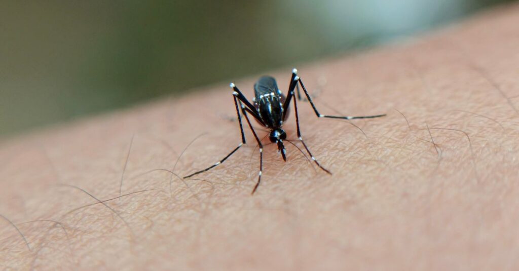 Illustration de Voyage tropical : protégez-vous des virus Zika, Dengue, Chikungunya tropical-mosquito-prevention