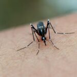 tropical-mosquito-prevention