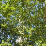 Paris-heatwave-urban-trees