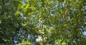 Paris-heatwave-urban-trees