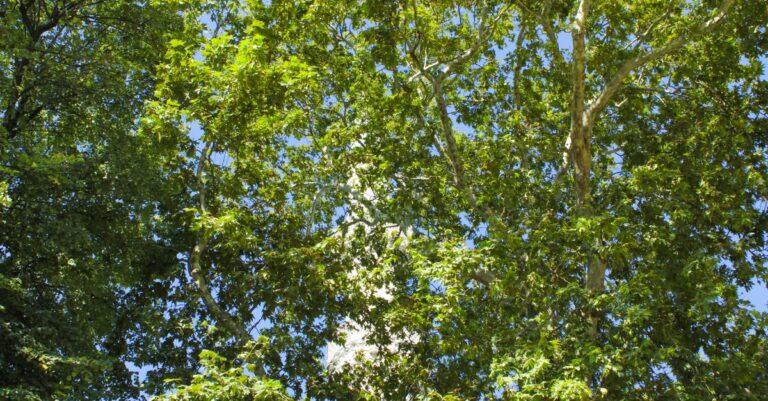 Paris-heatwave-urban-trees