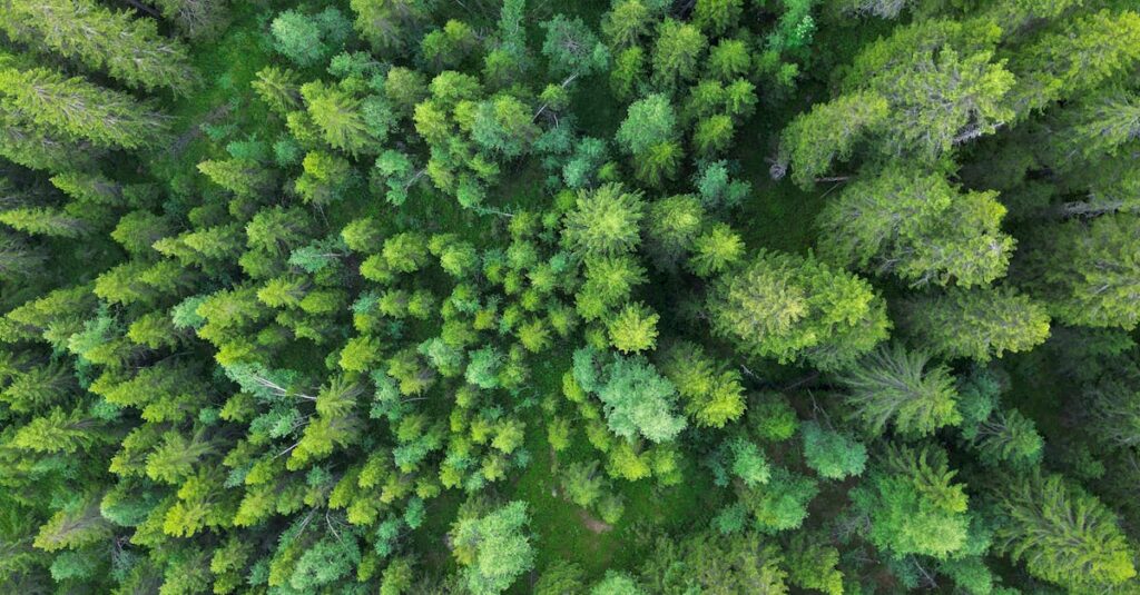 Illustration de Investir en forêt : rendement et avantages fiscaux forest-investment-portfolio