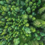 forest-investment-portfolio