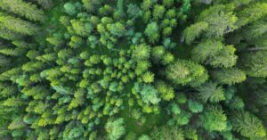 Illustration de Investir en forêt : rendement et avantages fiscaux forest-investment-portfolio