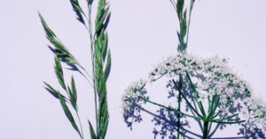 spring-blues-mood