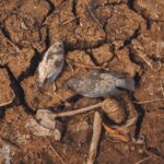 Europe-heatwave-dead