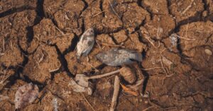 Europe-heatwave-dead