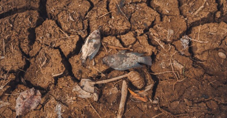Illustration de Vague de chaleur intense en Europe : plus de 3 300 décès recensés Europe-heatwave-dead