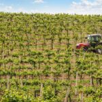 champagne-vineyard-harvest