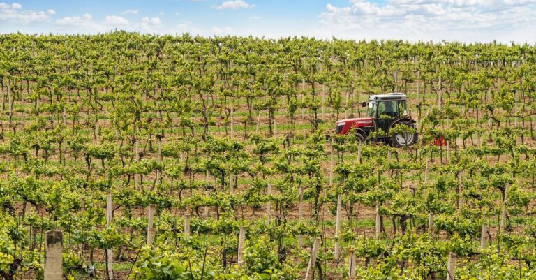 Illustration de Champagne : la filière réduit sa production face à la baisse des ventes champagne-vineyard-harvest