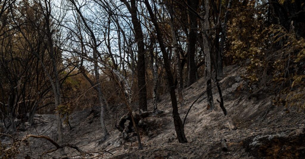 forest-fire-devastation