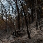 forest-fire-devastation