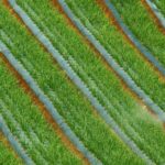 pesticide-sprayer-field