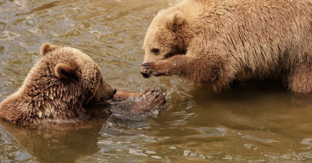 Illustration de Quatre oursons orphelins de Roumanie trouvent refuge en Moselle bear-cubs-playing-water