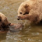bear-cubs-playing-water