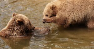 Illustration de Quatre oursons orphelins de Roumanie trouvent refuge en Moselle bear-cubs-playing-water