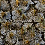 drought-agriculture-france