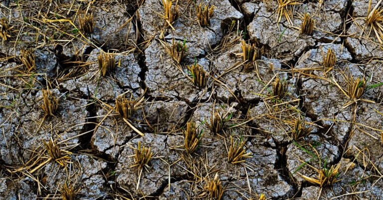 Illustration de Canicule : l'État face à une facture salée et son impuissance drought-agriculture-france