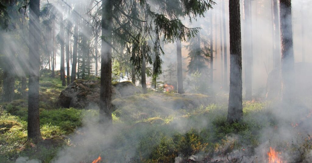 forest-fire